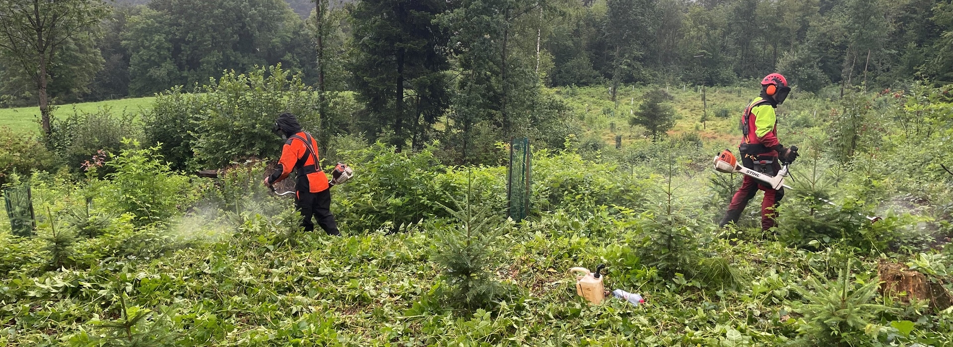 Jungwaldpflege | Bestandesbegründung