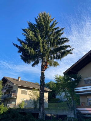 Ehrenbolger-Suter_AG_Gartenholzerei_5