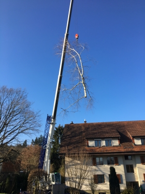 Ehrenbolger-Suter_AG_Gartenholzerei_3
