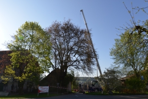Ehrenbolger-Suter_AG_Gartenholzerei_1