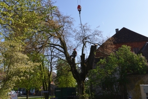 Ehrenbolger-Suter_AG_Gartenholzerei_6