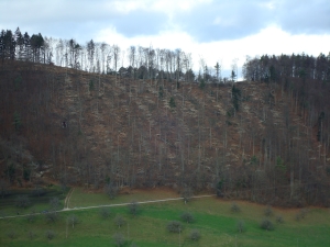 Ehrenbolger_Suter_Beratung_im _Holzschlag (2)