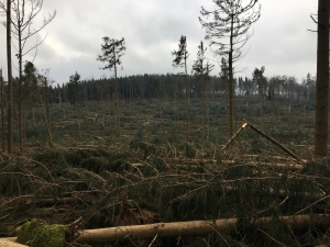 Ehrenbolger_Suter_Beratung_im _Holzschlag (4)